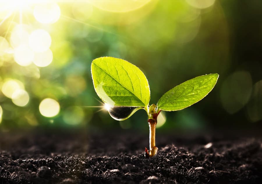 Cajas para envíos respetuosas con el medioambiente